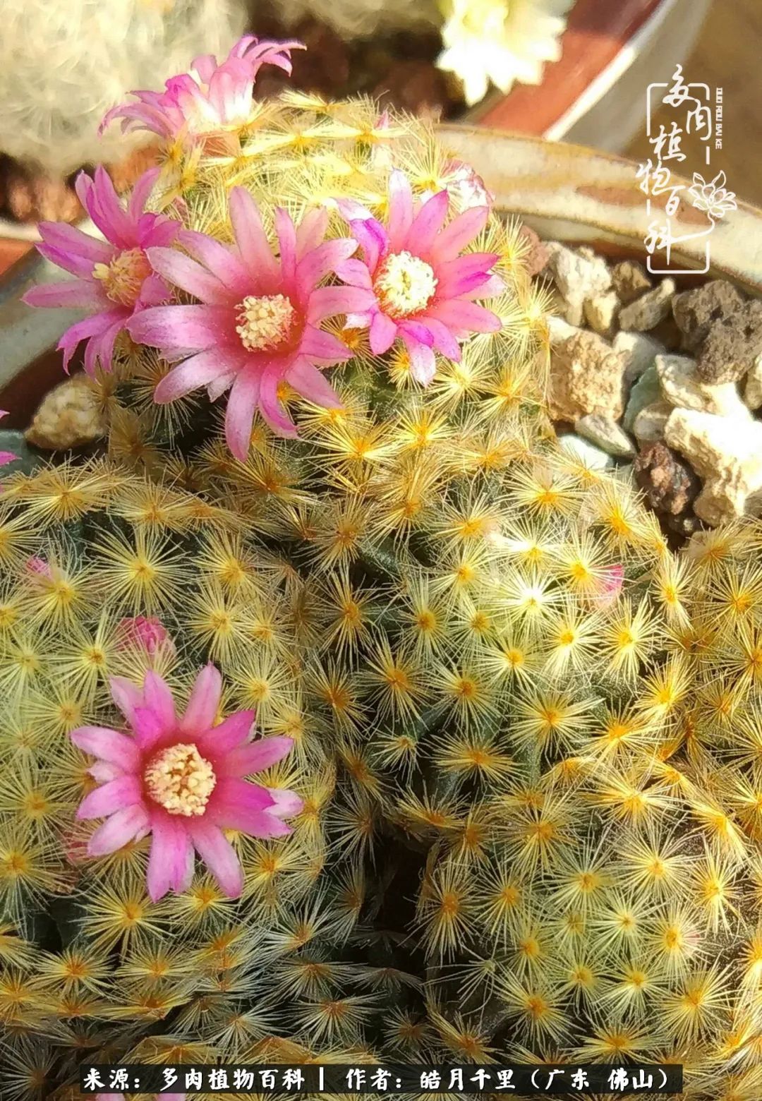 多肉娇气养不活多肉的10个秘密,养多肉是件很治愈的事情