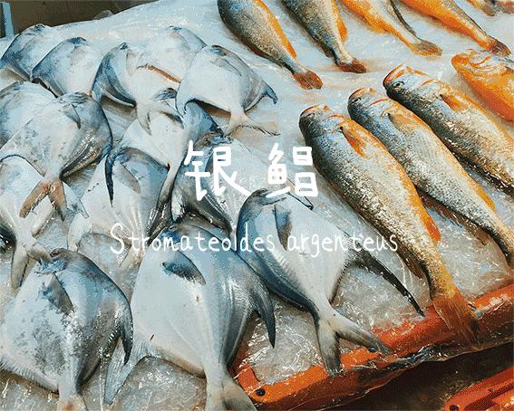 宁波象山石浦海鲜两日游,宁波象山海边晚餐