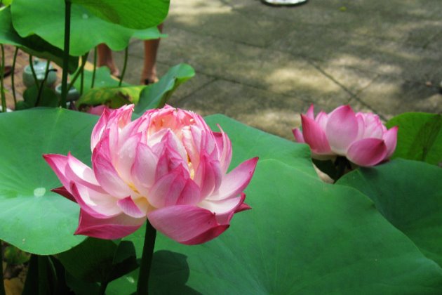 碗莲种子怎么种教程,碗莲种子怎样种植全过程