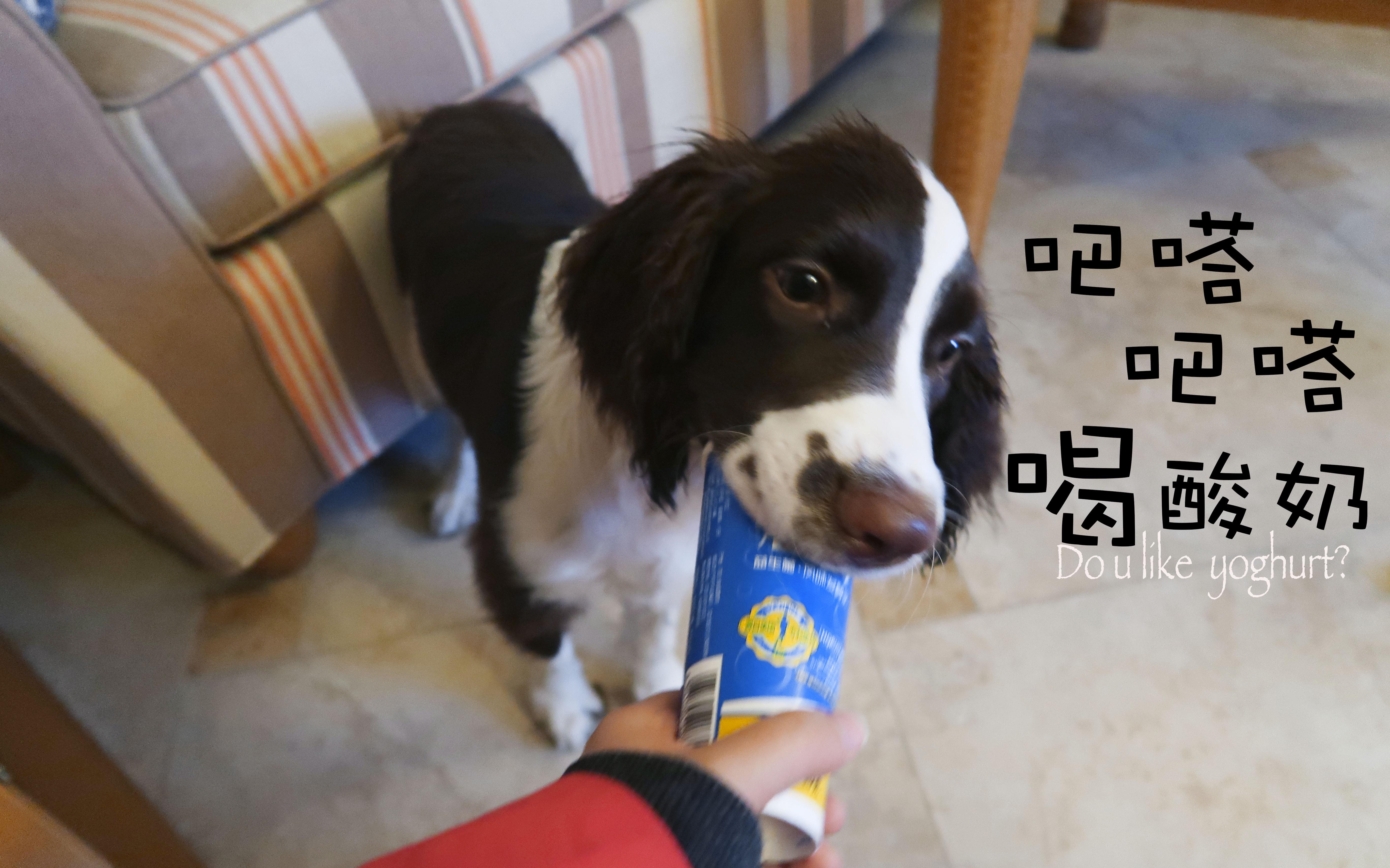 狗狗的食物可以跟什么吃,这几种食物对狗狗来说越吃越伤身