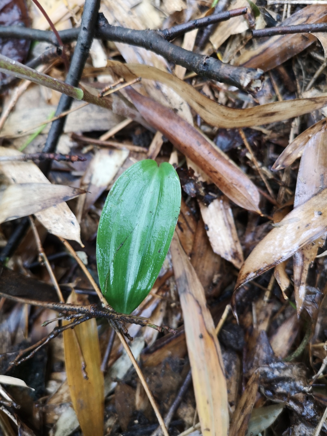 竹林深处探宝——只为了那一棵黄精