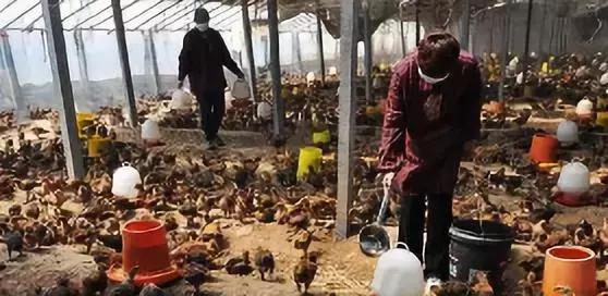 鸡肠炎可以控制吗,鸡得病毒性肠炎怎么治疗