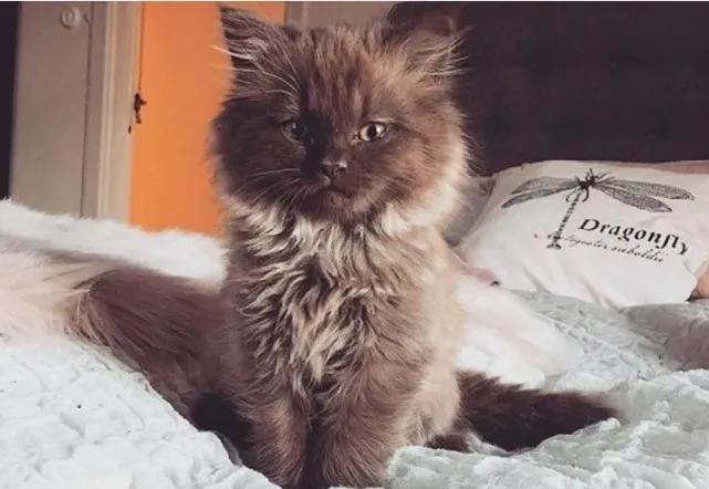 收养的猫特别像自己,领养的猫看着怎么像哈士奇呀