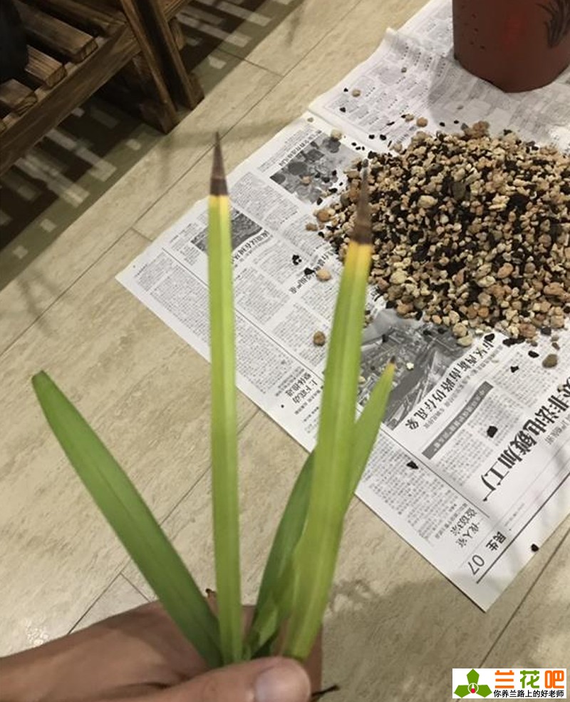兰花黑尖和焦尖有什么区别,刚种植的兰花为什么会焦尖