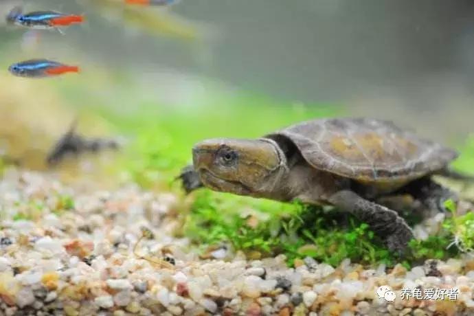 硝化菌粉末的激活培养方法,不加硝化菌液多久能培养成功