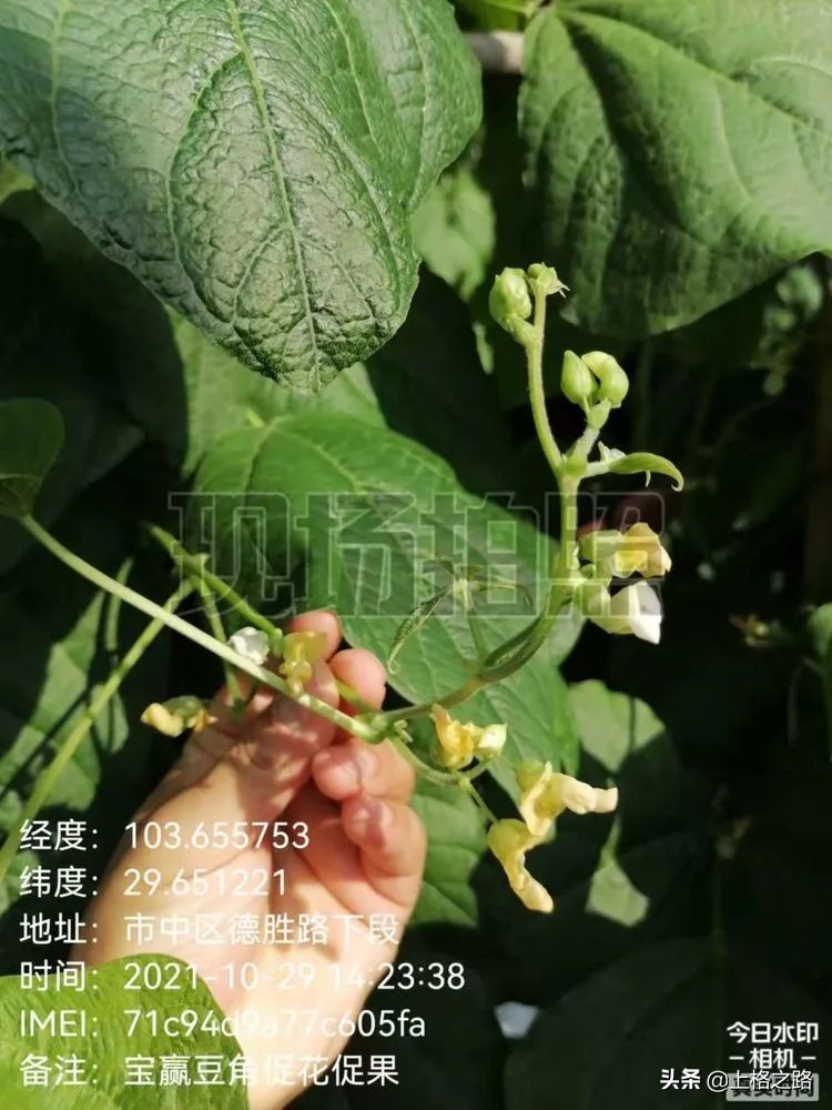 天禾宝赢套装为农作物的丰收保驾护航