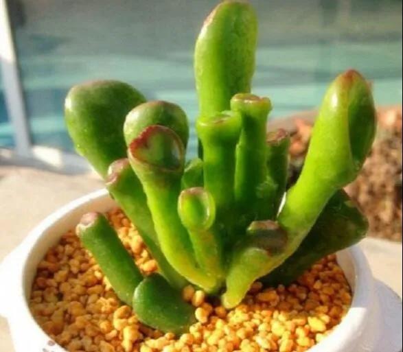 扦插花的养殖方法和技巧,养花扦插有妙招多肉