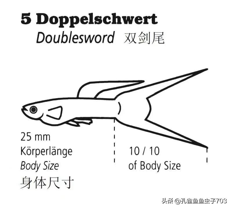 为啥我买的孔雀鱼尾巴特别小,为什么买的孔雀鱼养不活