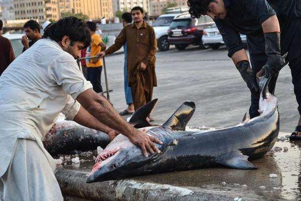 迪拜人平时生活,迪拜人平时吃什么菜