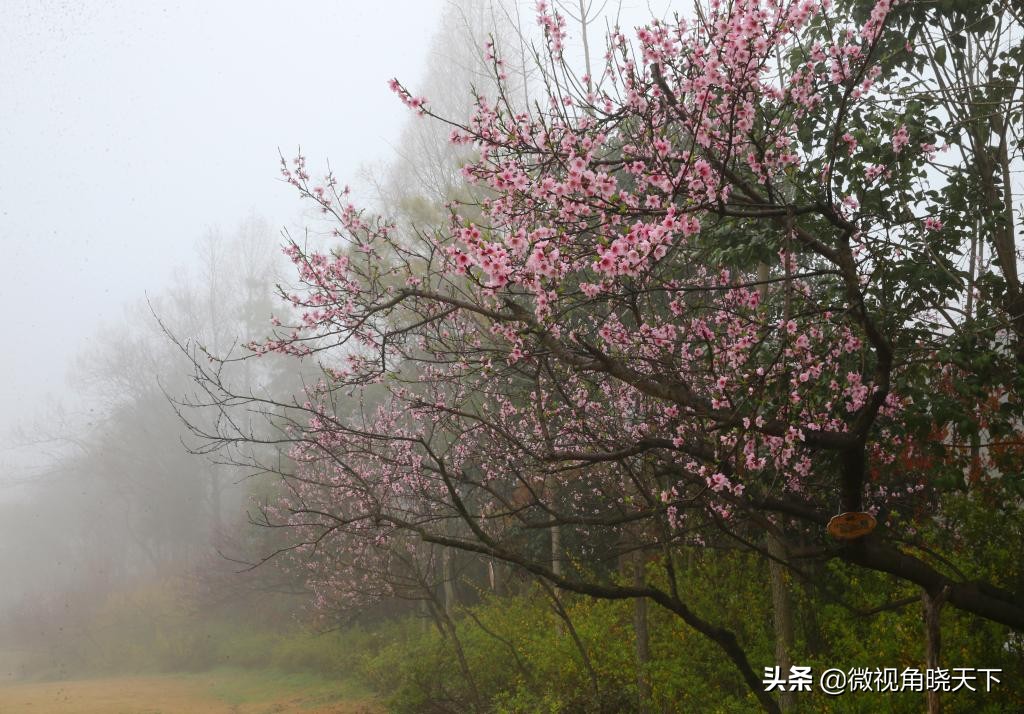 信阳师范学院：回眸但觉烟色浅，不知春意入师院