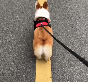 柯基能受得了高温,养柯基主要注意事项