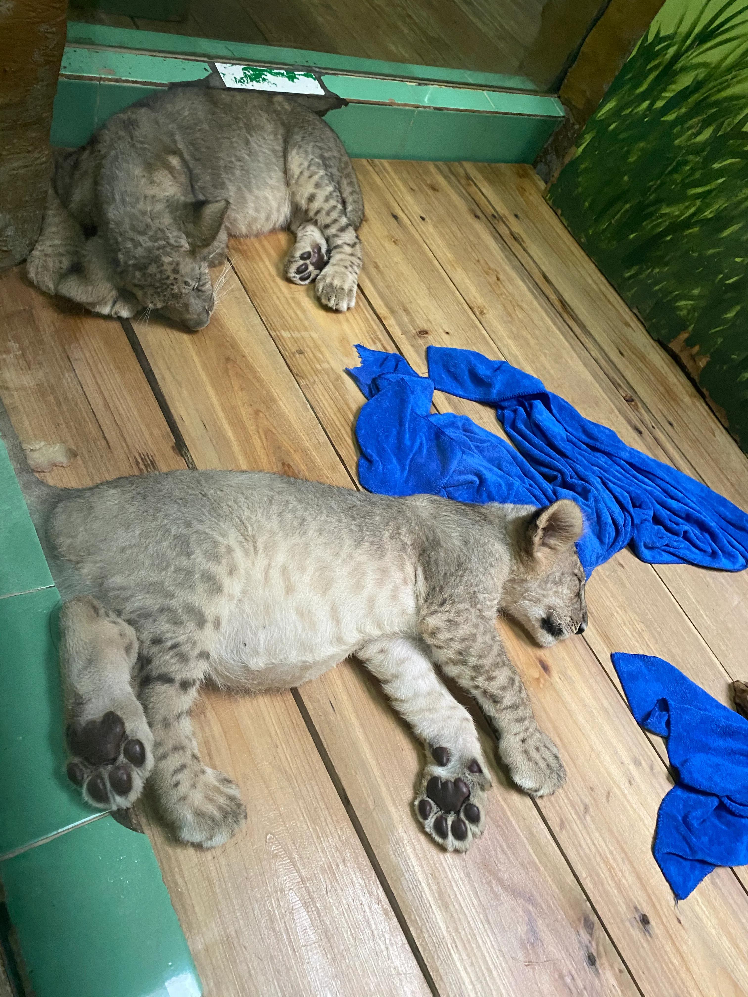 长隆野生动物园门票儿童免票吗,长隆野生动物园自驾游