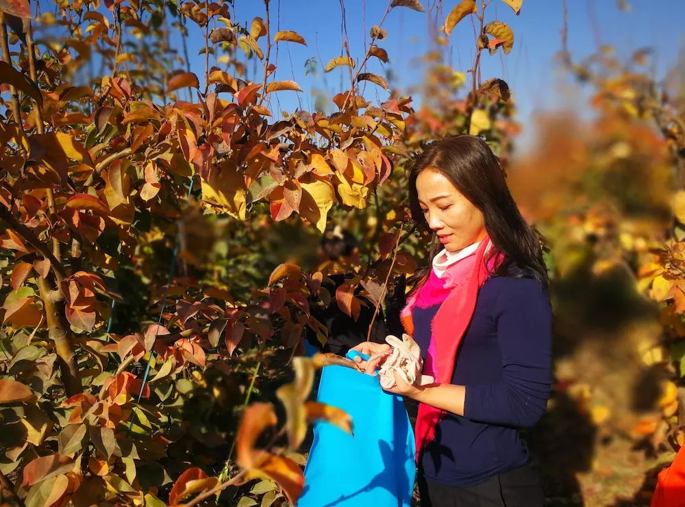 甜爆了！脆惊了！后观寨晚秋黄梨傲霜迎雪等君前来采摘