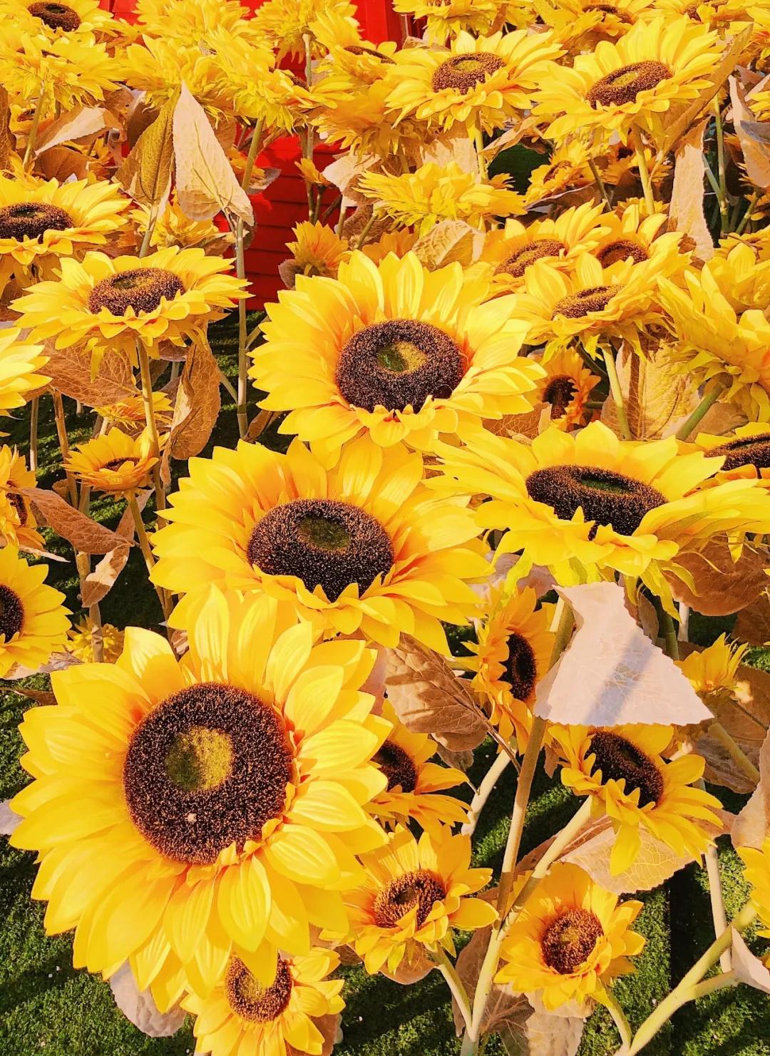 十堰向日葵花海打卡网红地,十堰美丽的地方