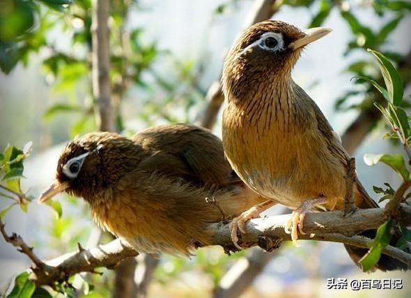鸟类病菌,鸟类传播病菌厉害吗