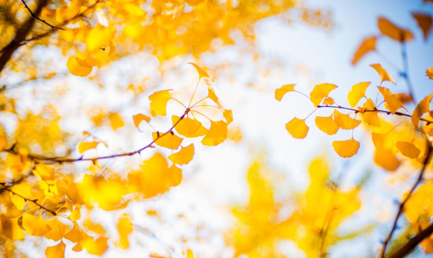 关于银杏叶秋天意境的诗句,十二首有关银杏的诗词