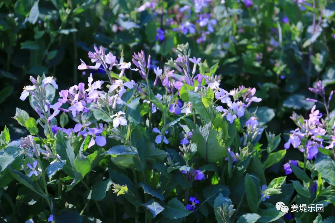 春天踏春去哪里好玩,又是一年春来到歌曲原唱视频