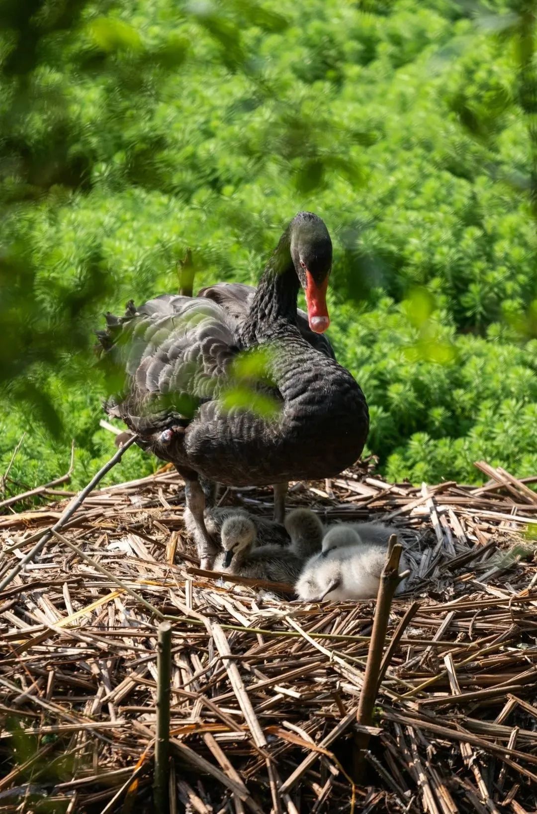 重庆大学有多牛,重庆大学怎么样好不好