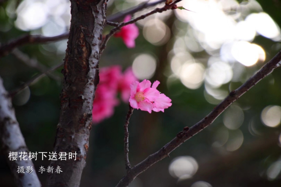 李新春,李新春艺术欣赏