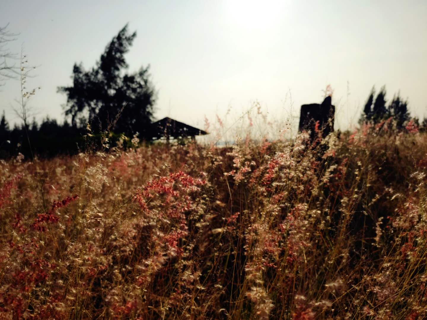 湛江特呈岛地理位置,湛江市特呈岛攻略