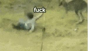 袋鼠和人打架视频,袋鼠为什么喜欢和狗狗打架