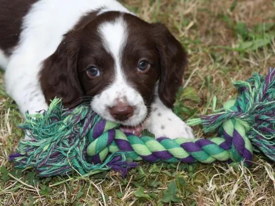 一只狗的重量,一只狗的梦想作文300字