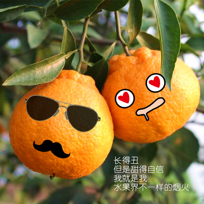 不知火丑柑缺点,不知火丑柑的缺点