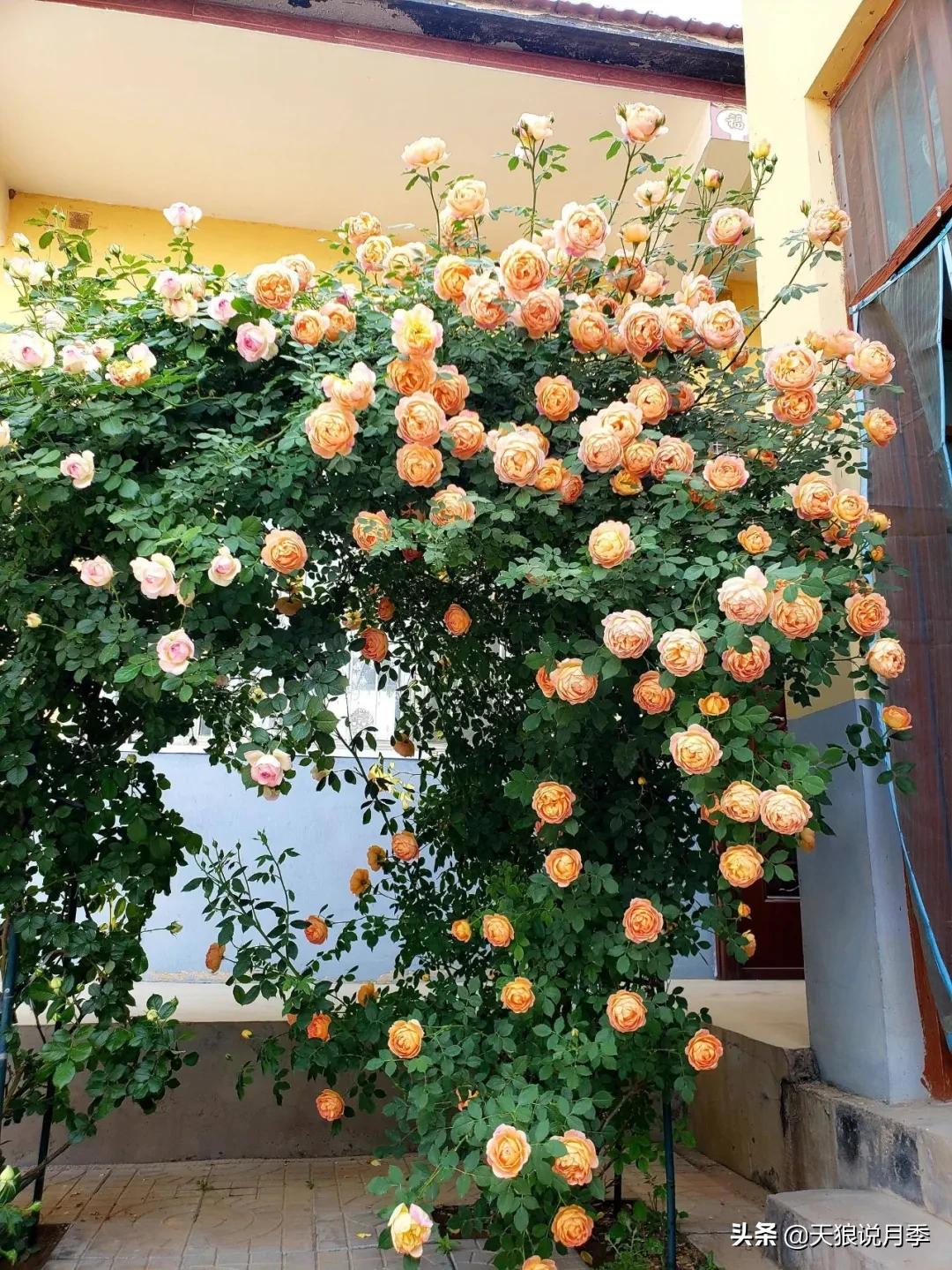 圆滚滚的绣球，瀑布般的花墙，这届花友也太会种花了吧