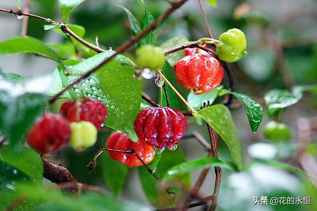 结蓝色和紫色球形小果子的植物,开花像白色灯笼植物图片