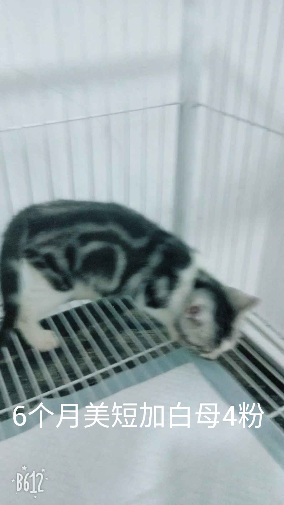 猫癣经历,猫癣的形成原因与治疗方法