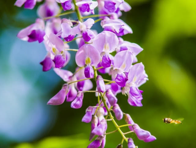 紫藤花盆栽阳台如何种植,紫藤花树什么时候种植好呢