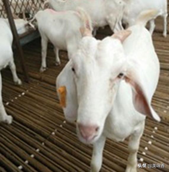 圈养羊和放养的区别,圈养羊和放养羊哪种好