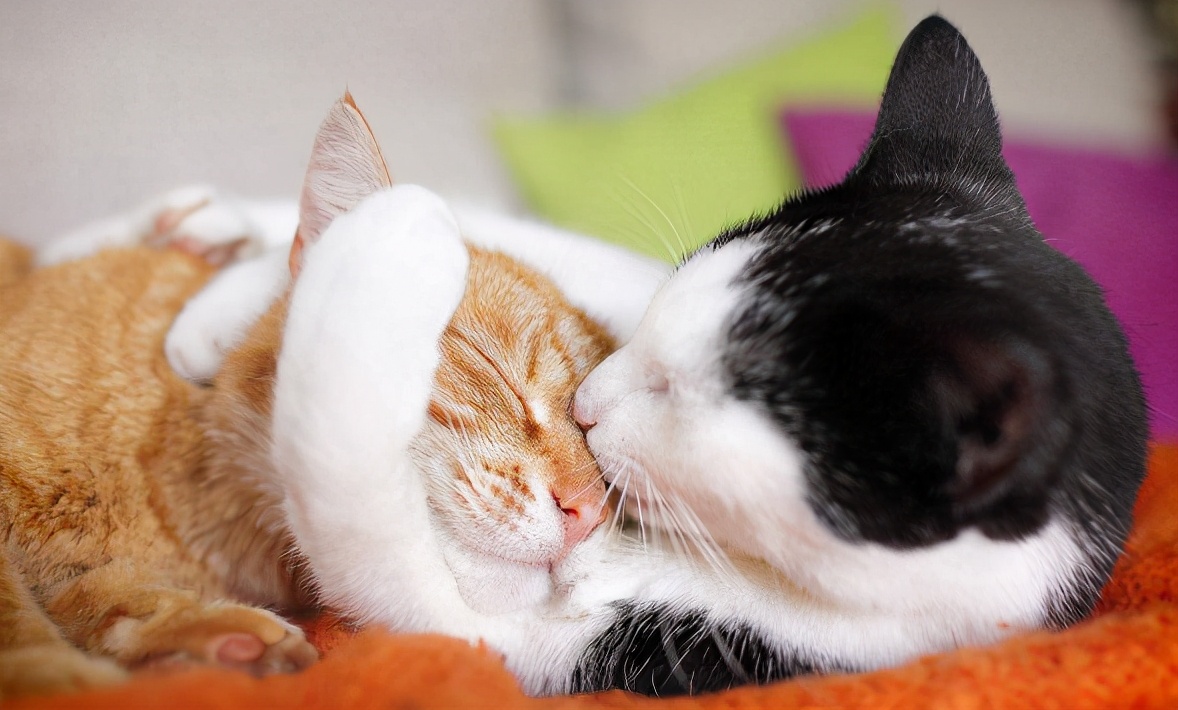 猫可以治疗抑郁症,养猫能治疗抑郁症吗