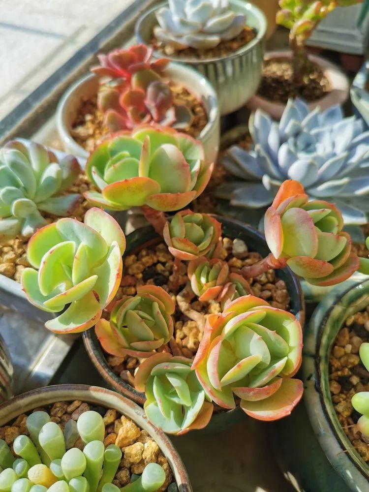 适合北方阳台党养的多肉,适合养在北阳台的多肉