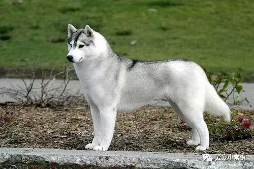 你所不知道的哈士奇,西伯利亚雪橇犬哈士奇多少钱一条