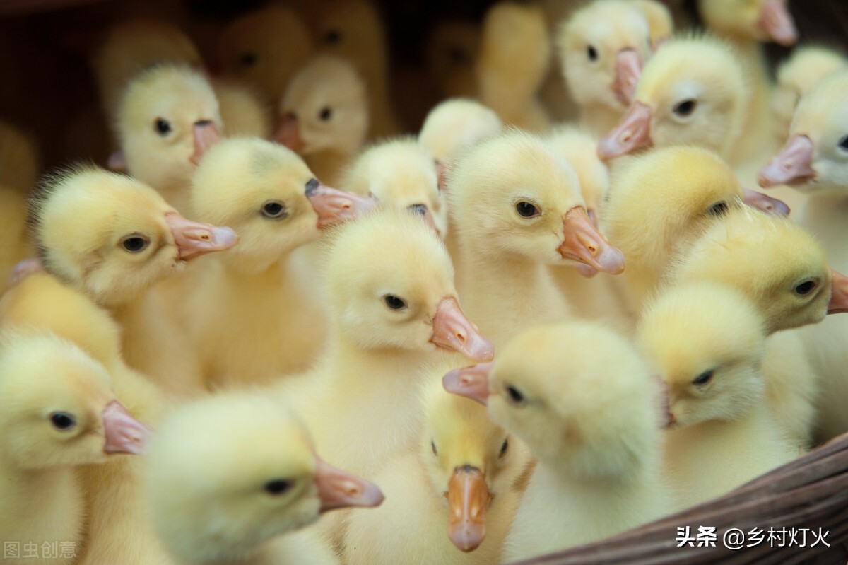 怎么养鸭才能赚钱,养鸭赚钱项目大全
