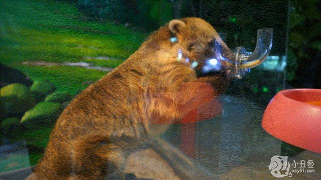 儿童玩的遛娃好去处,有动物的溜娃好去处
