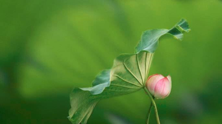 胆囊息肉真的要伴随一生吗？为什么中药几乎治疗不好胆囊息肉