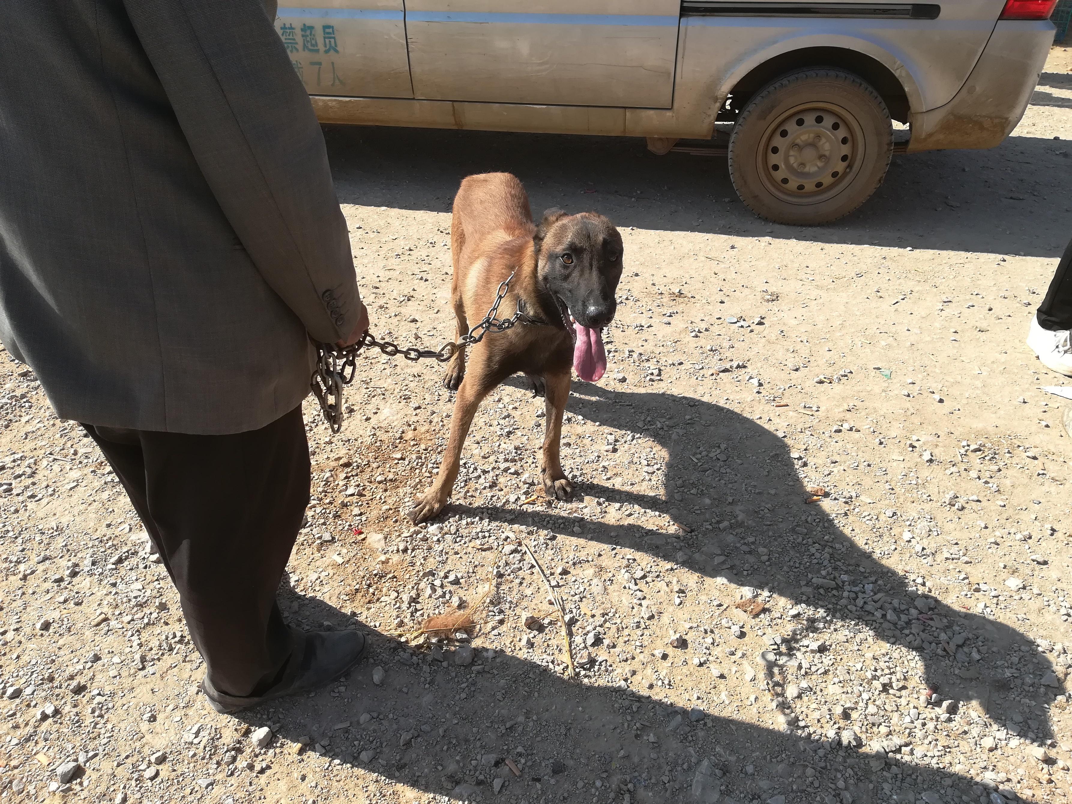 怎样才能训练好一只听话的马犬,养一只马犬一只罗威纳