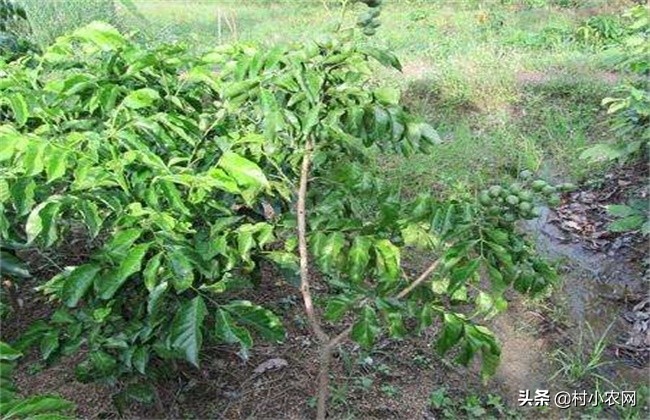 黄皮什么人不适合吃,黄皮的生长条件