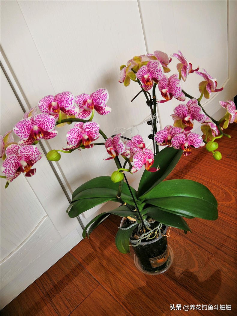 蝴蝶兰开完就扔了怎么办,蝴蝶兰怎么养才能变多盆