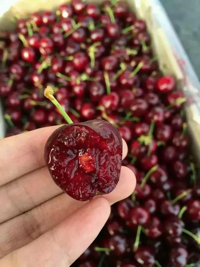 车厘子必备常识,这个季节的车厘子怎么管理