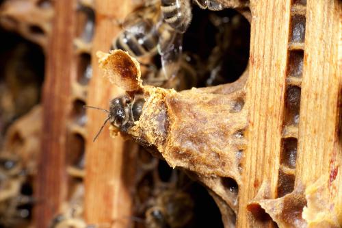 养蜜蜂收集蜜,蜜蜂怎么养出蜂王