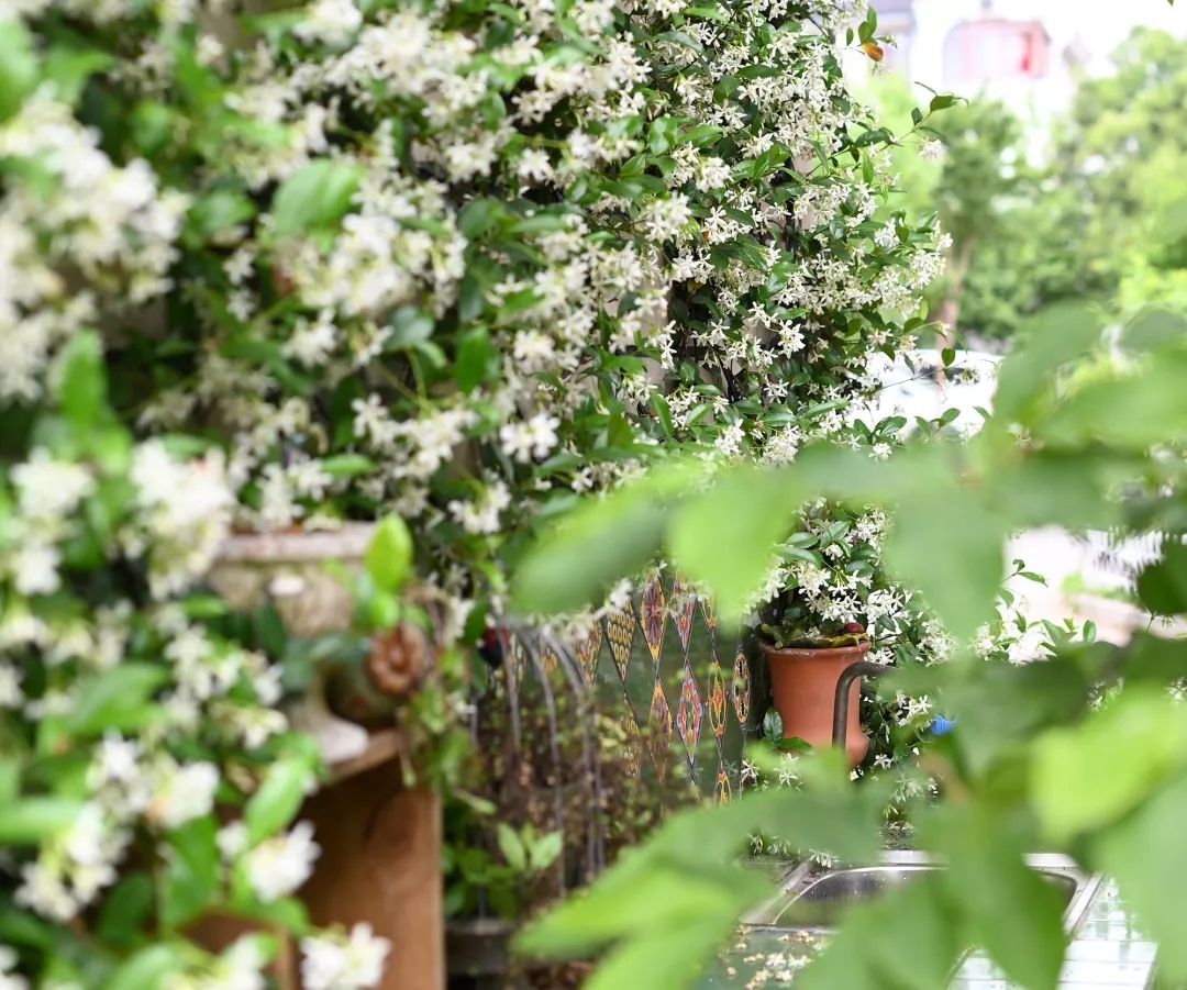学学园艺大咖们的爬藤植物牵引术，花墙还是花廊都是小case啦