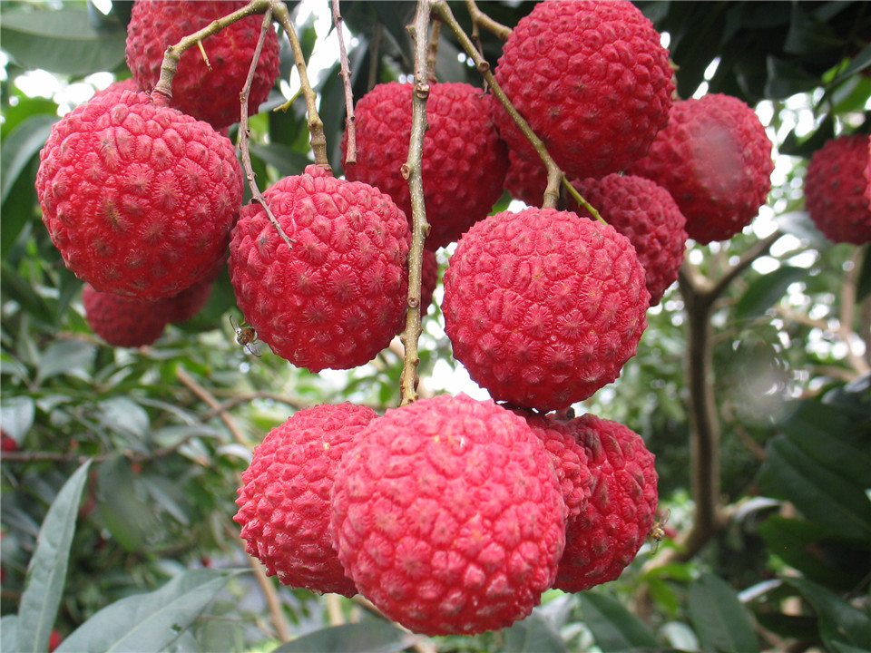 杨贵妃吃的荔枝从什么地方来,杨贵妃吃的荔枝产自哪里