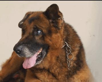 退役的军犬都被送到哪里了,那些退役的军人过得怎么样