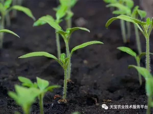 怎么识别种子,陈种子的鉴别方法视频