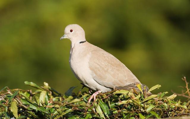 赛鸽冬季防病的最新方法,如何做好冬季赛鸽的管理