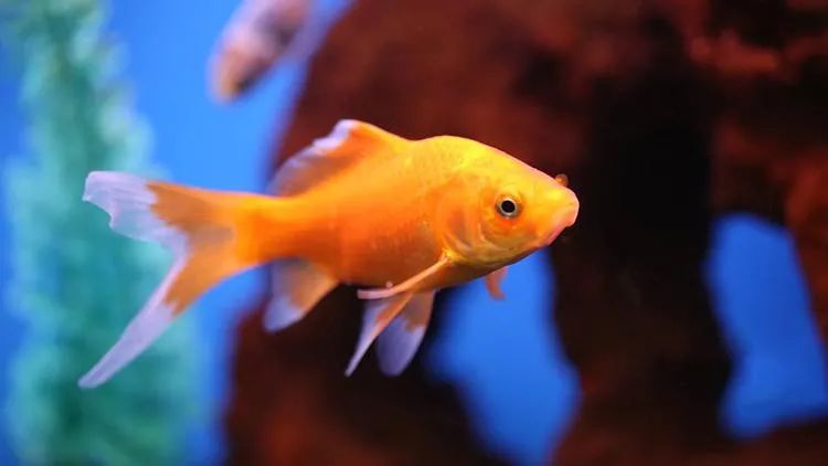 新鱼缸放鱼后水质非常浑浊,鱼缸加了益生菌后水质发白浑浊