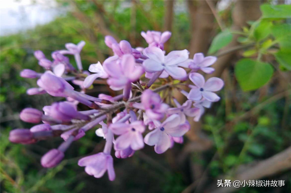 故事：朱迪消失不见，史莱姆主动帮忙，赫本很感动